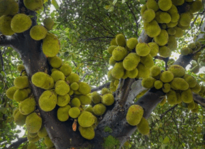 China Jackfruit Tree 400 Fruits