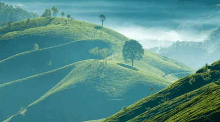 Munnar Responsible Tourism
