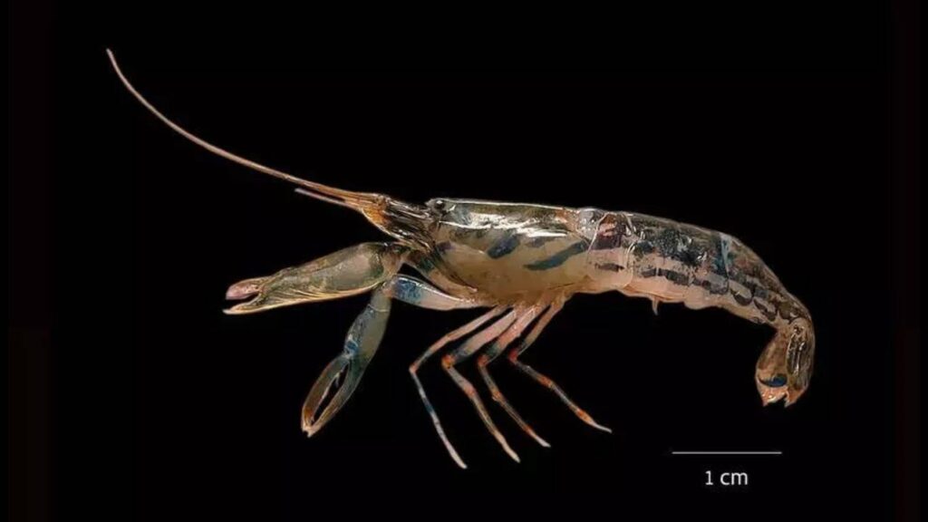 New shrimp species Alpheus madhusudanai discovered in Kochi