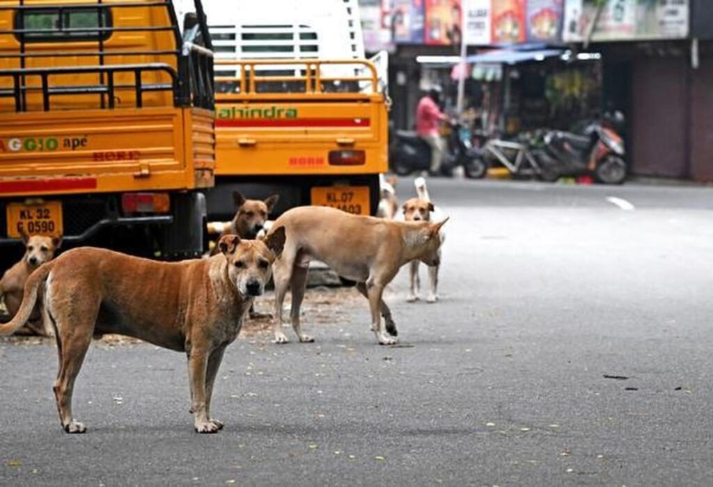 Kochi Corporation Stray Dog Shelter Brahmapuram