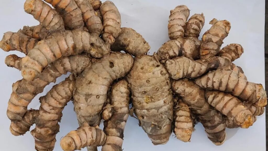 Rejuvenating Cochin Ginger and Alleppey Finger Turmeric