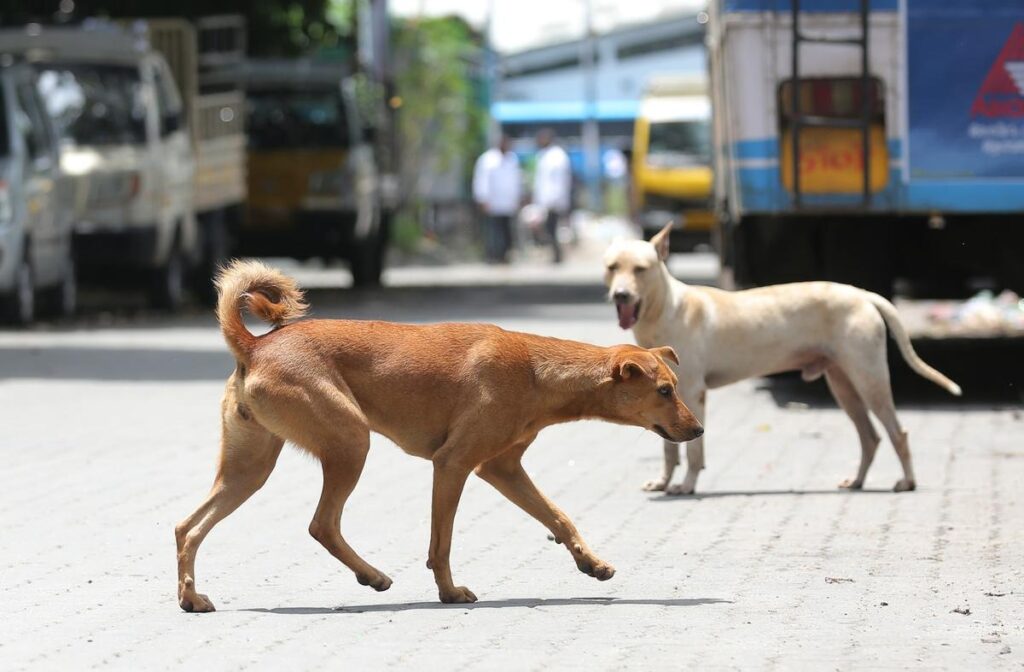 Mobile ABC units Kerala stray dogs