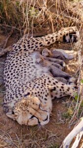 Project Cheetah India Population