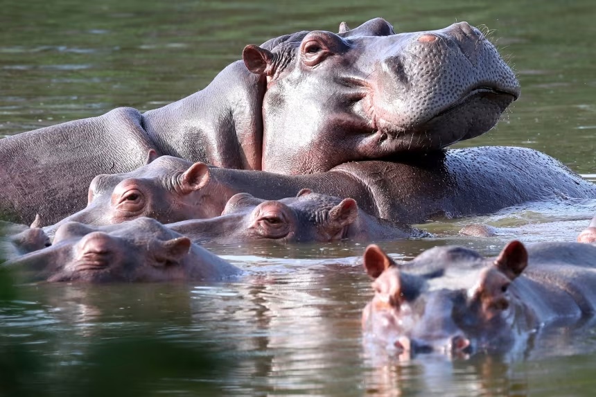 Pablo Escobar Cocaine Hippos Colombia