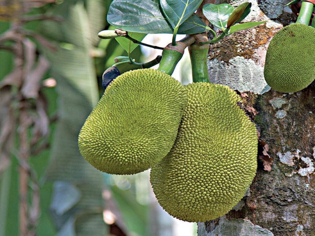 Jackfruit Market Crisis and Farmer Distress