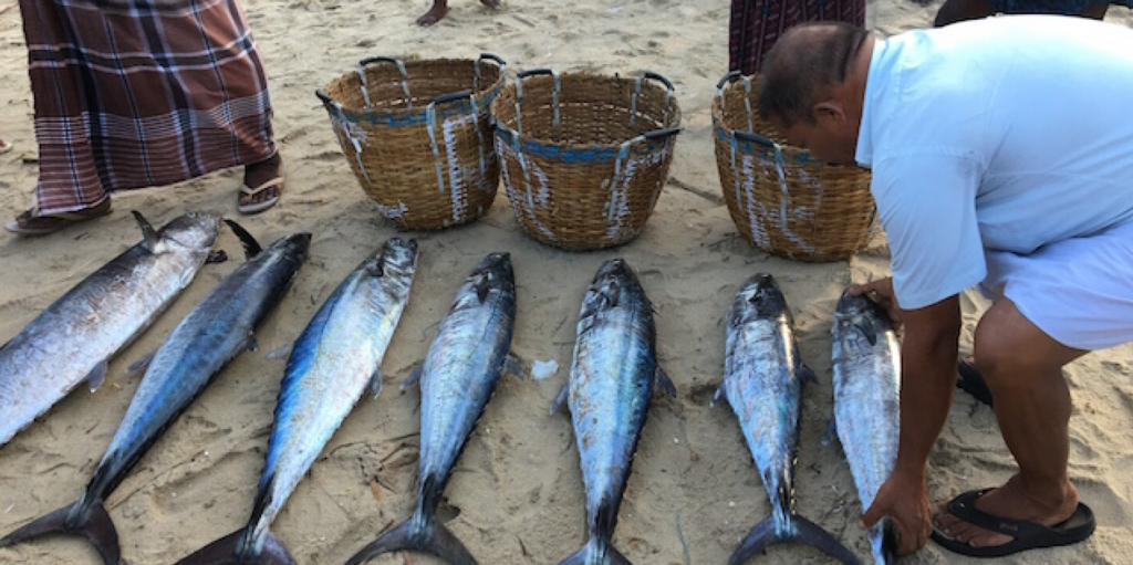 CMFRI report on marine fish production in India and Kerala