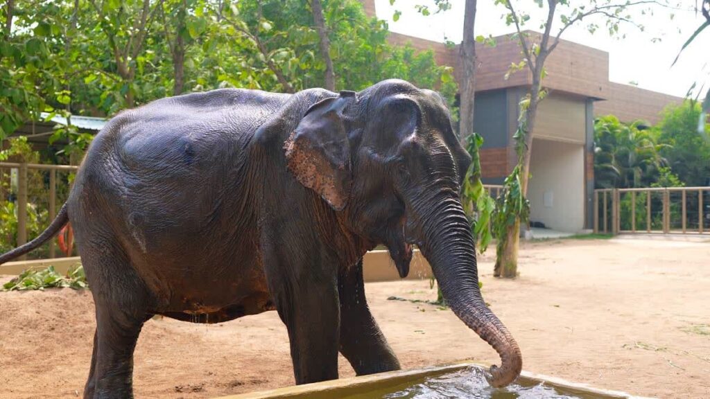 Elephant Maniki Vantara rescue