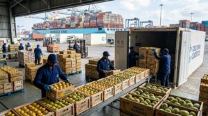 India Mango Export Dubai Sea Route
