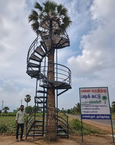 Tamil Nadu farmer palm tree staircase