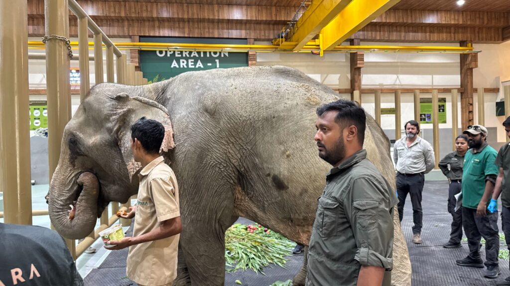 Flood Rescued Elephant Joymoti Airlifted Vantara