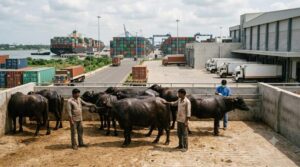 India Buffalo Meat Exports 5 Billion Dollars