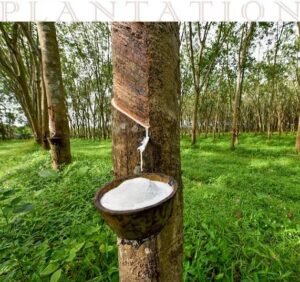 Kerala Rubber Price Crosses 280