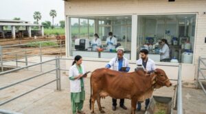 BL Agro cattle genetics investment