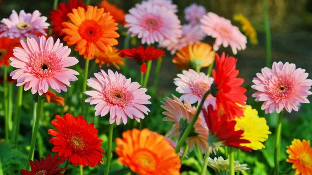 NASA Approved Air Purifying Plants