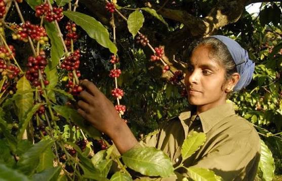 Wayanad Coffee Master Plan